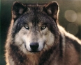 gerwolf66