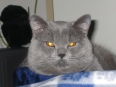 sunnyelvis007