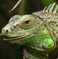 GreenIguana