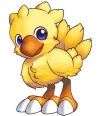 Chocobokid