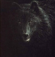 BlackWolf