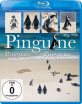 Pinguine_klein.jpg