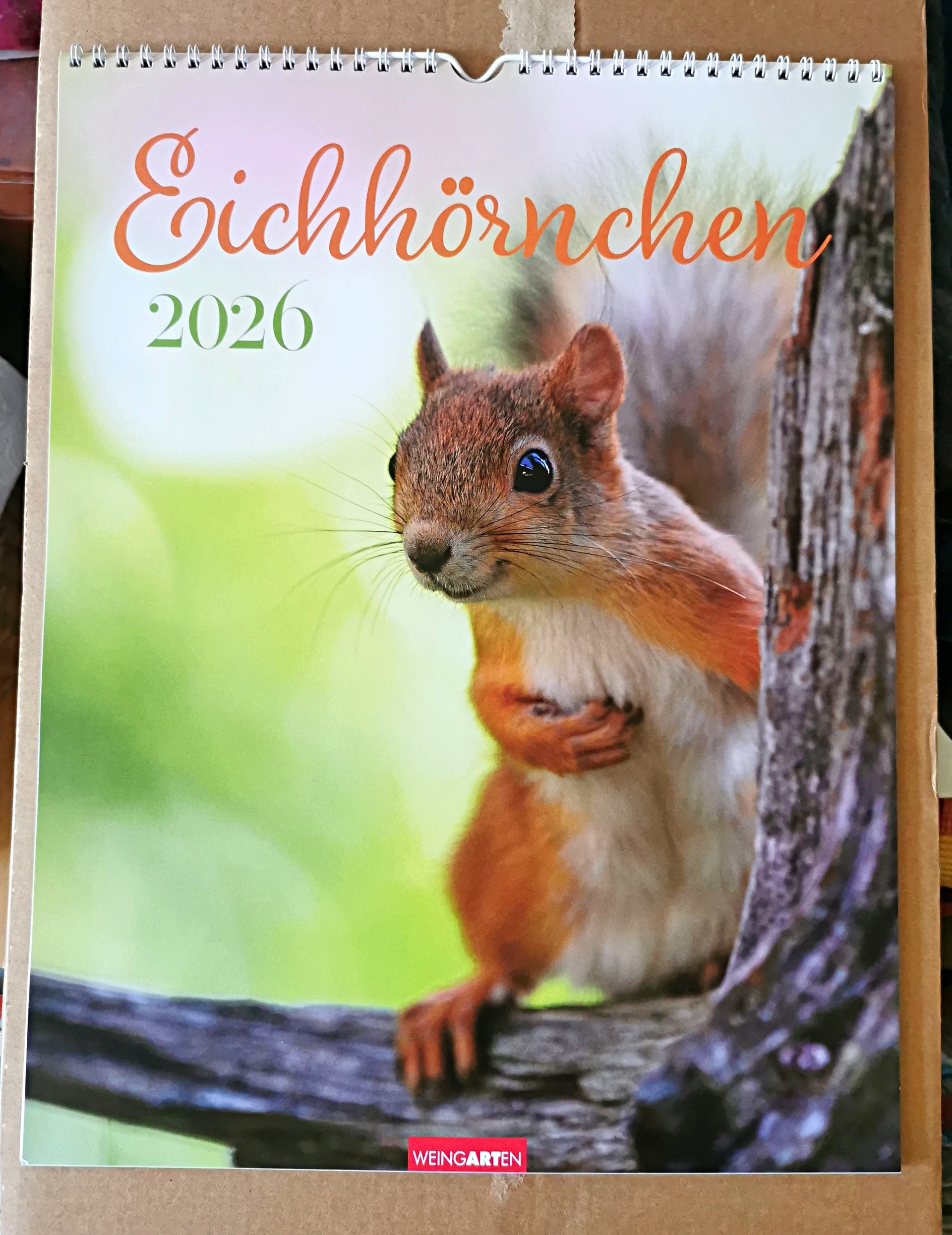 Eichhörnchen2026ok.jpg