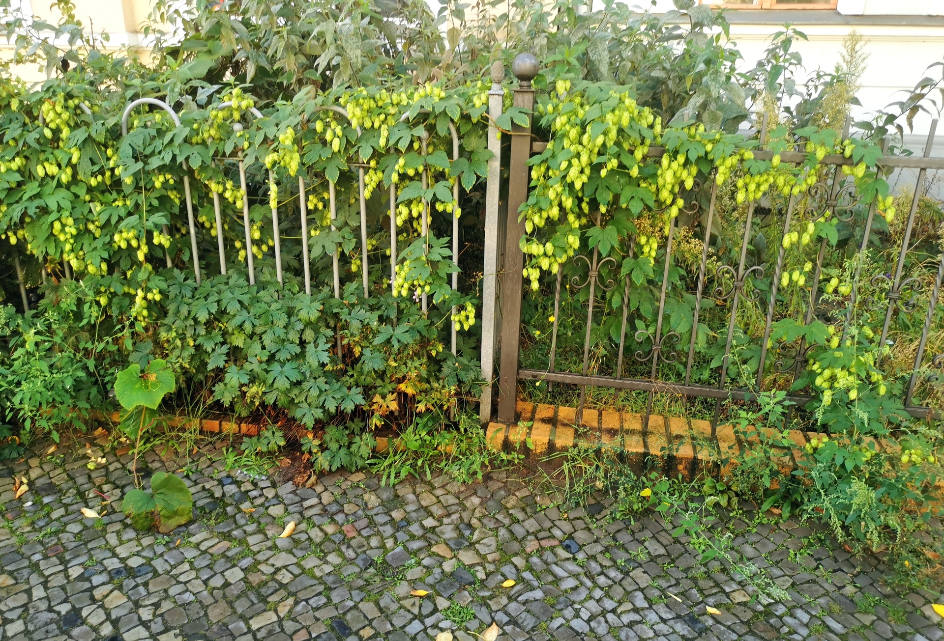 Hopfen02ok.jpg