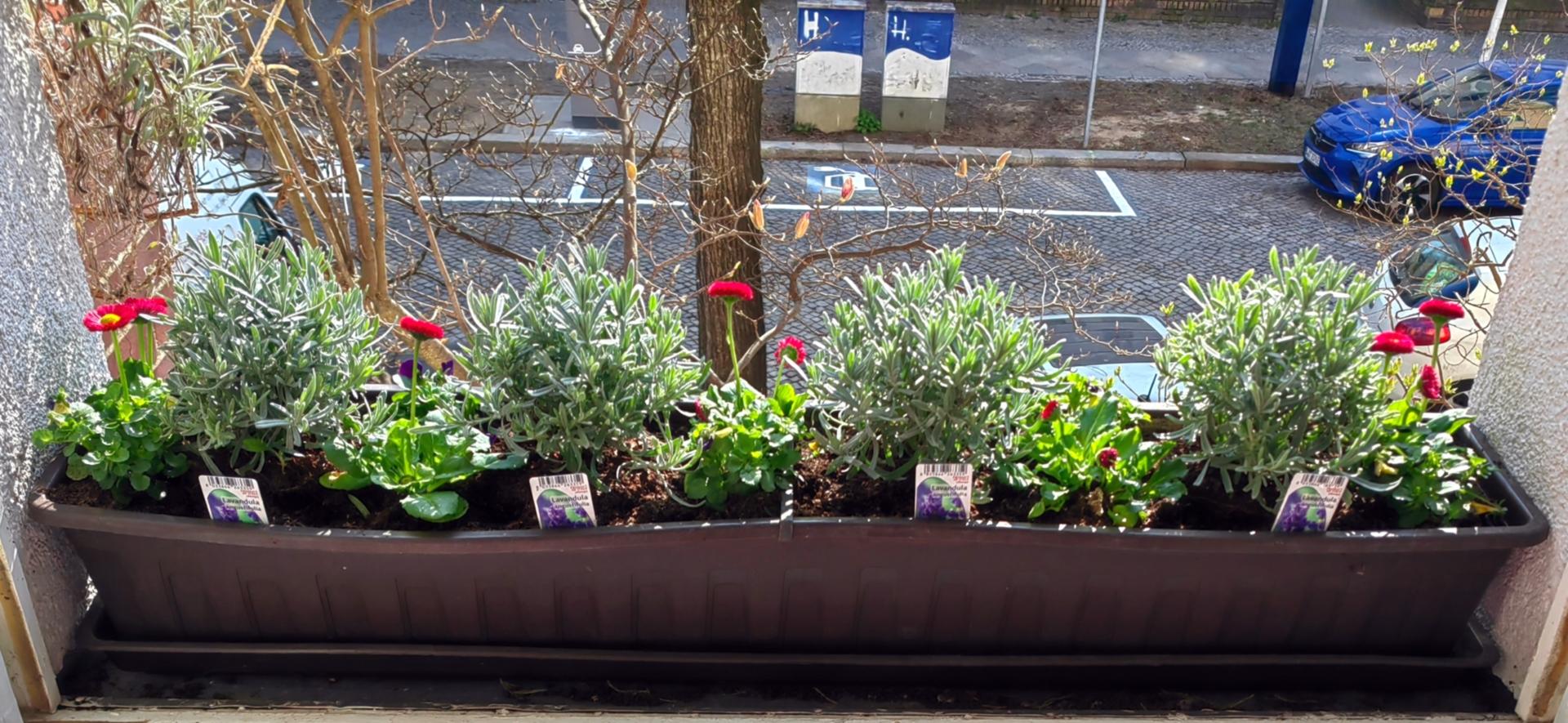 Lavendel21.März2026ok.jpg