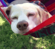 100_1_7.gif