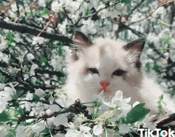 200äöl.gif