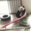 100_1_ztr.gif