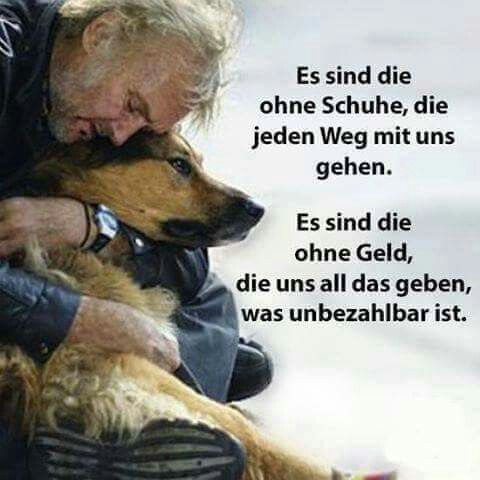 Hunde.jpg