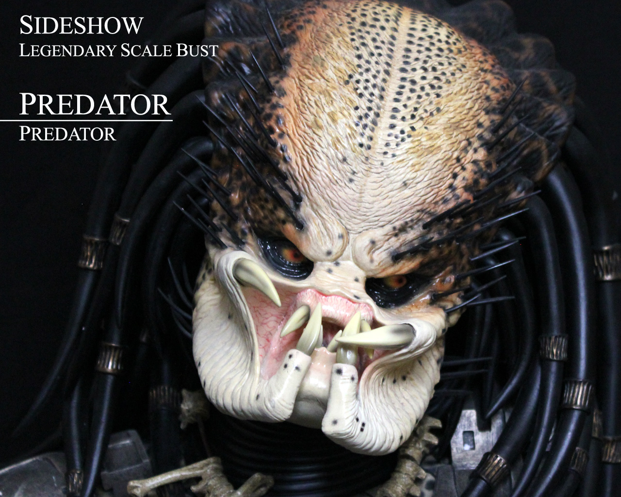 SS_Predator_LSB_01.jpg