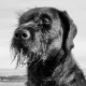 Avatar D-Fens
