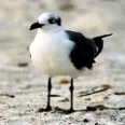 Avatar Vögelchen