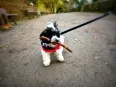 Avatar Mr.Ultimate Machine