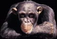 Avatar lumobra