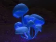Avatar Molinox