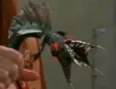 Avatar zahadoom