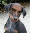 Avatar Scinner
