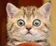 Avatar gigabub