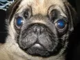 Avatar blu-mops