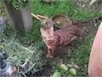 Avatar logdog