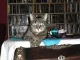 Avatar likeacat