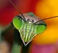 Avatar cinemamantis