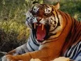 Avatar kernspalter