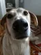Avatar pernodil
