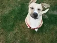 Avatar Pokolokokroko