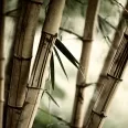 Avatar Zhapu