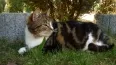 Avatar paulikater