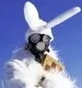 Avatar Volvox