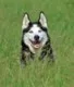 Avatar Huskymann