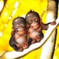 Avatar bananenmann