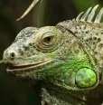 Avatar GreenIguana