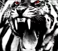 Avatar SilverTiger