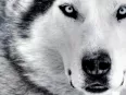 Avatar eiswolf