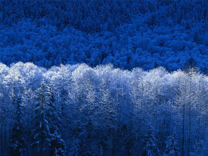 Winter.webp
