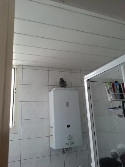 Eine Taube!