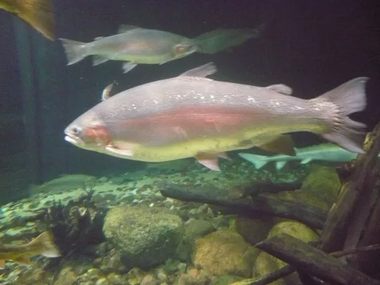 Errate welcher Fisch!