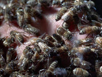 Die-toedlichen-Bienen-1966-Reviewbild-01.jpg Die-toedlichen-Bienen-1966-Reviewbild-01.jpg