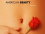 American-Beauty-News.jpg