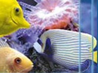 Aquarium-Magic.webp
