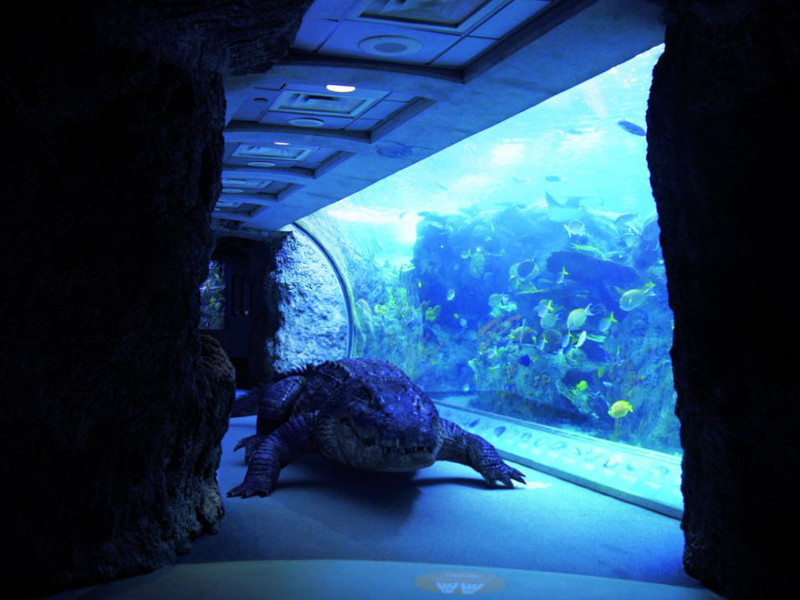Aquarium-of-the-Dead-Newsbild-02.jpg