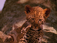 Austin-Stevens-Der-kleine-Leopard-News01.jpg