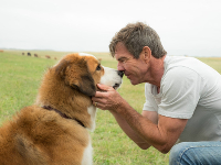 Bailey-Ein-Freund-fuers-Leben-News-02.jpg