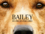 Bailey-Ein-Freund-fuers-Leben-News.jpg