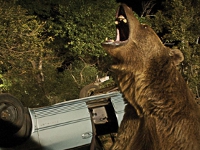 Bear-News-01.jpg