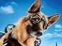 Cats-and-Dogs-2-News.webp