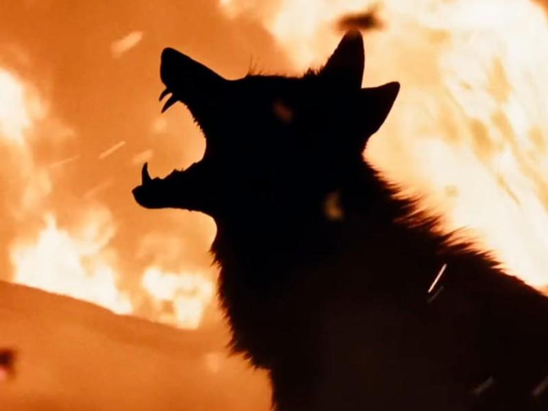 Coyotes_02.jpg